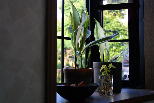 Aspidistra elatior
