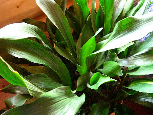 Aspidistra elatior