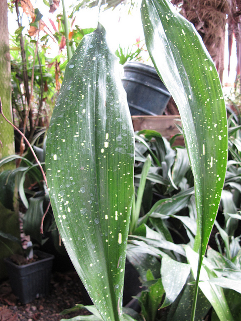 Aspidistra elatior