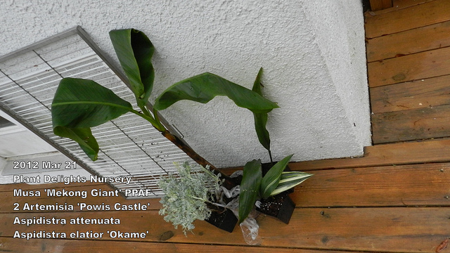 Aspidistra elatior