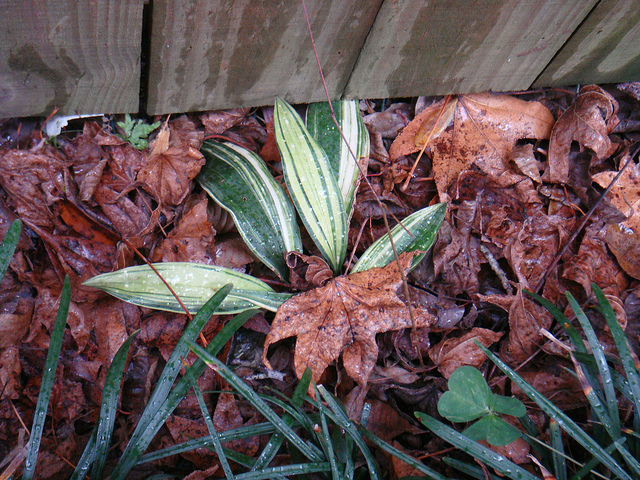 Aspidistra elatior (Aspidistra elatior)