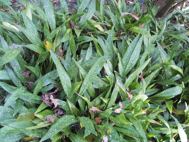 Aspidistra lurida