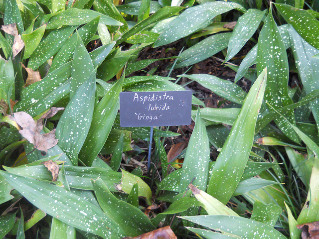 Aspidistra lurida