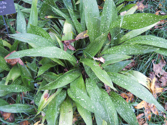 Aspidistra lurida (Aspidistra lurida)