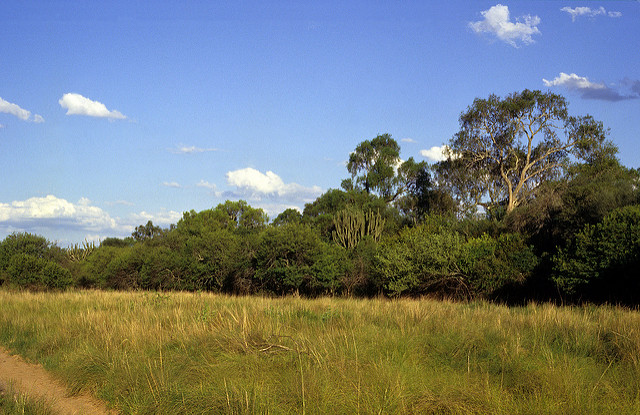 Aspidosperma quebracho-blanco