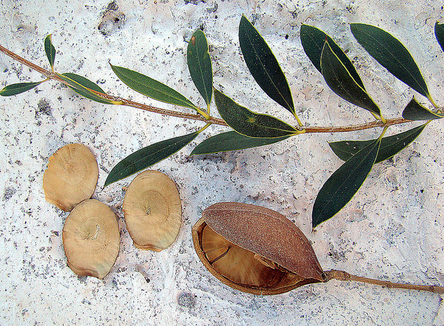 Aspidosperma quebracho-blanco
