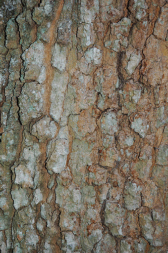 Aspidosperma quebracho-blanco