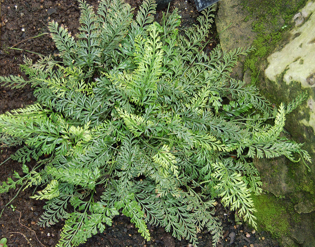 Asplenium bulbiferum