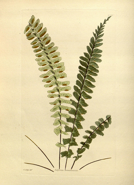 Asplenium monanthes