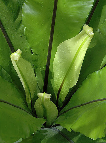 Asplenium nidus