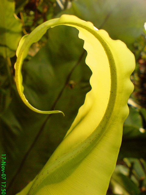 Asplenium nidus