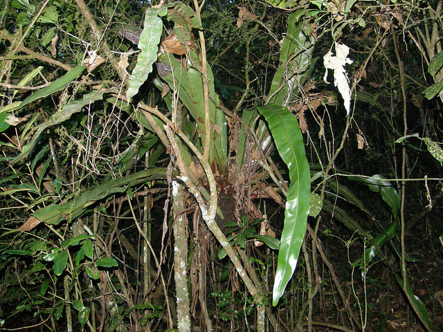 Asplenium nidus