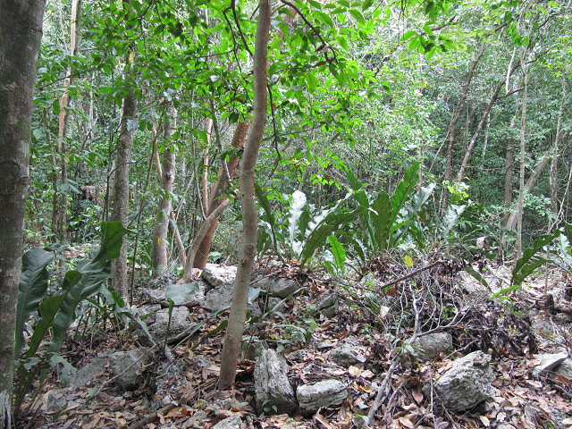 Asplenium nidus