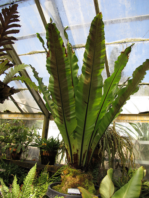 Asplenium nidus