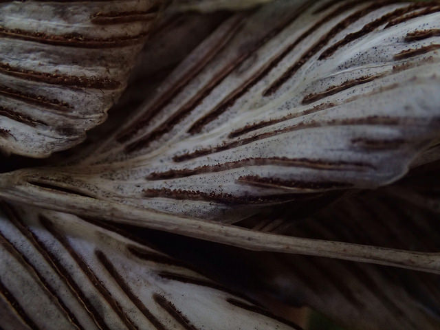 Asplenium oblongifolium