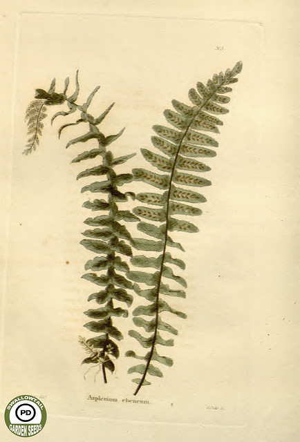 Asplenium platyneuron