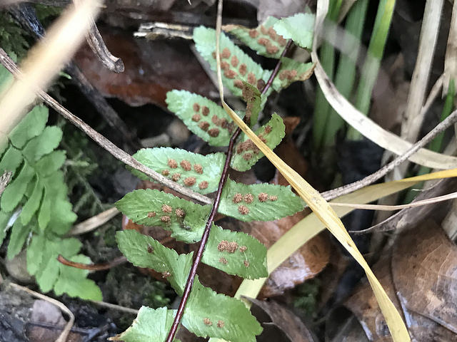 Asplenium platyneuron