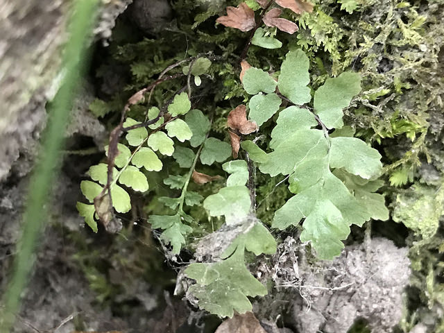 Asplenium platyneuron