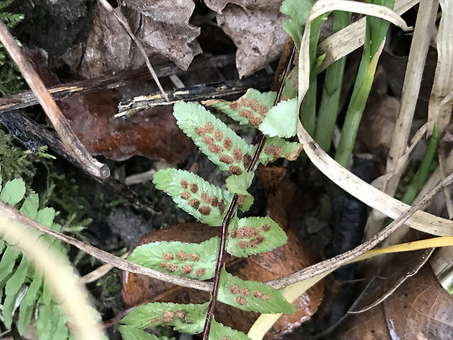 Asplenium platyneuron