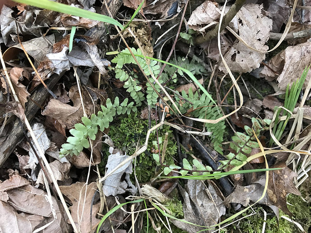 Asplenium platyneuron