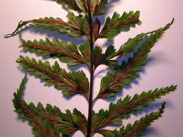 Asplenium polyodon