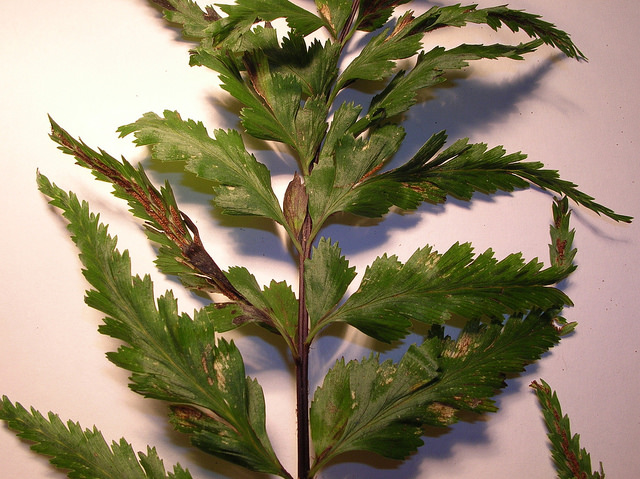 Asplenium polyodon
