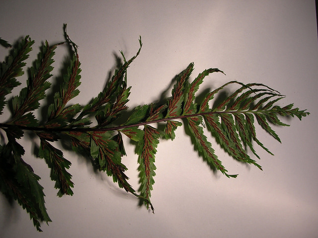 Asplenium polyodon