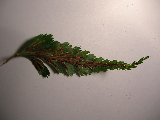 Asplenium polyodon