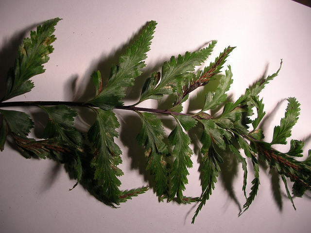 Asplenium polyodon