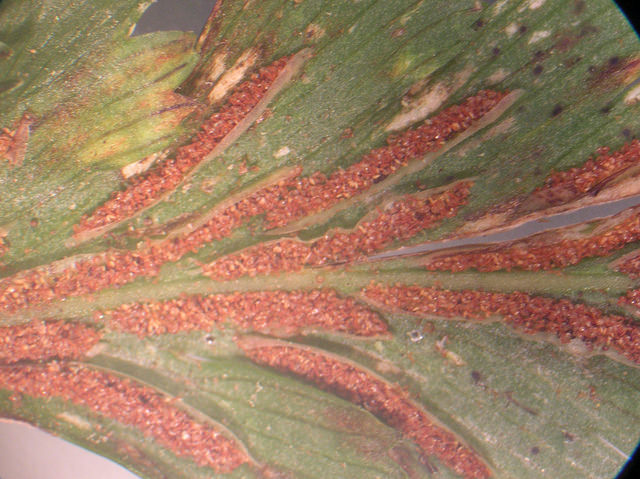 Asplenium polyodon