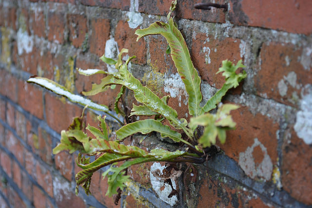 Scolopendre (Asplenium scolopendrium)