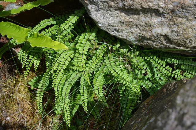 Capillaire des murailles