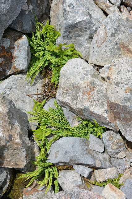 Capillaire des murailles