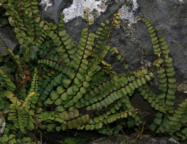 Capillaire des murailles