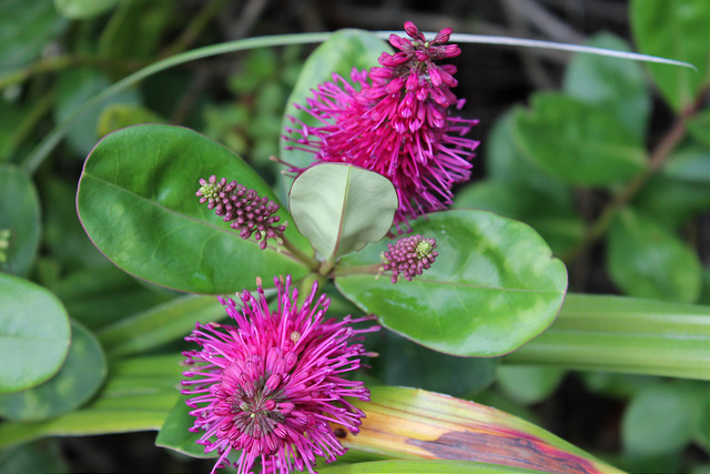 Astelia banksii (Astelia banksii)
