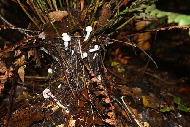 Astelia nervosa (Astelia nervosa)