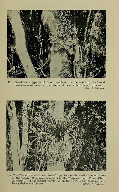 Astelia solandri