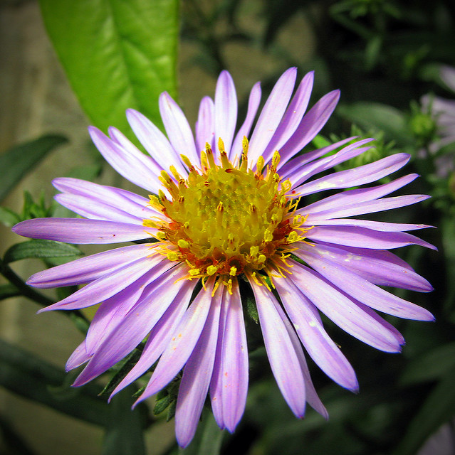 Aster des alpes