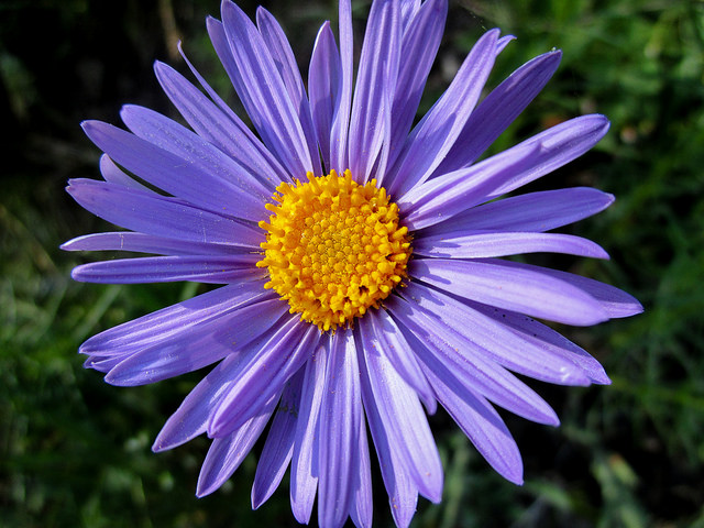 Aster des alpes