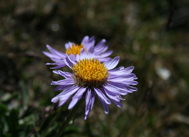 Aster des alpes