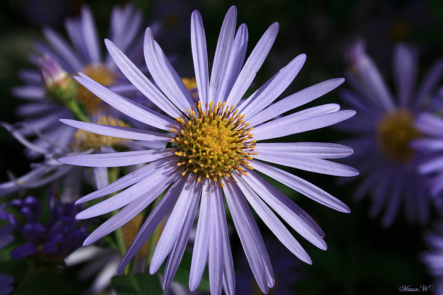 Aster des alpes