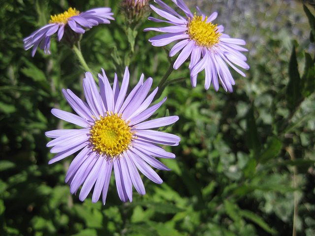 Aster des alpes