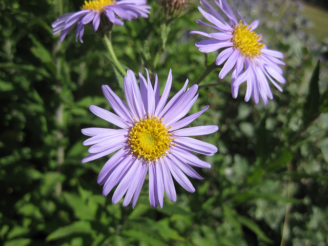 Aster des alpes (Aster alpinus)