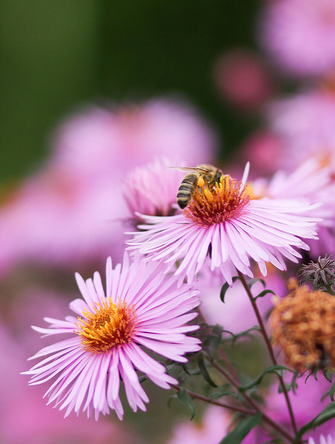 Aster amelle