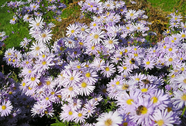 Aster amelle