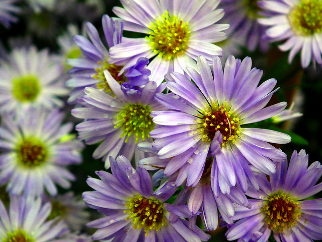 Aster amelle