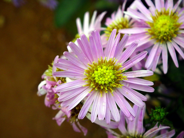 Aster amelle
