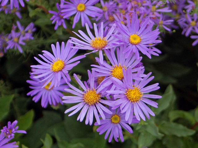 Aster amelle