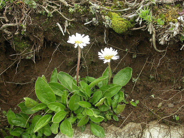 Bellidiastrum michelii