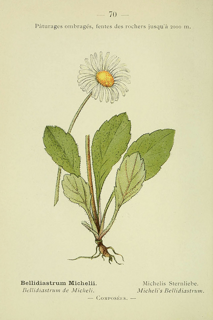 Bellidiastrum michelii